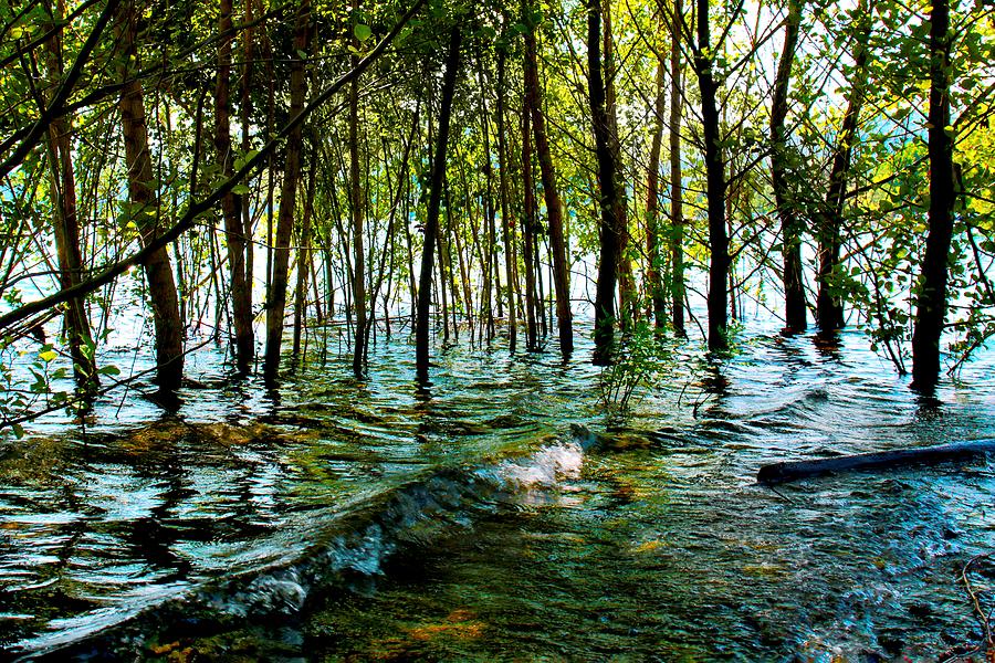 The Waters Forest Photograph by Soraya DApuzzo