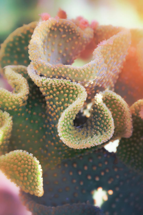 The Wavy Cactus  Photograph by Saija Lehtonen