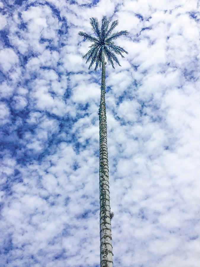 wax palm tree