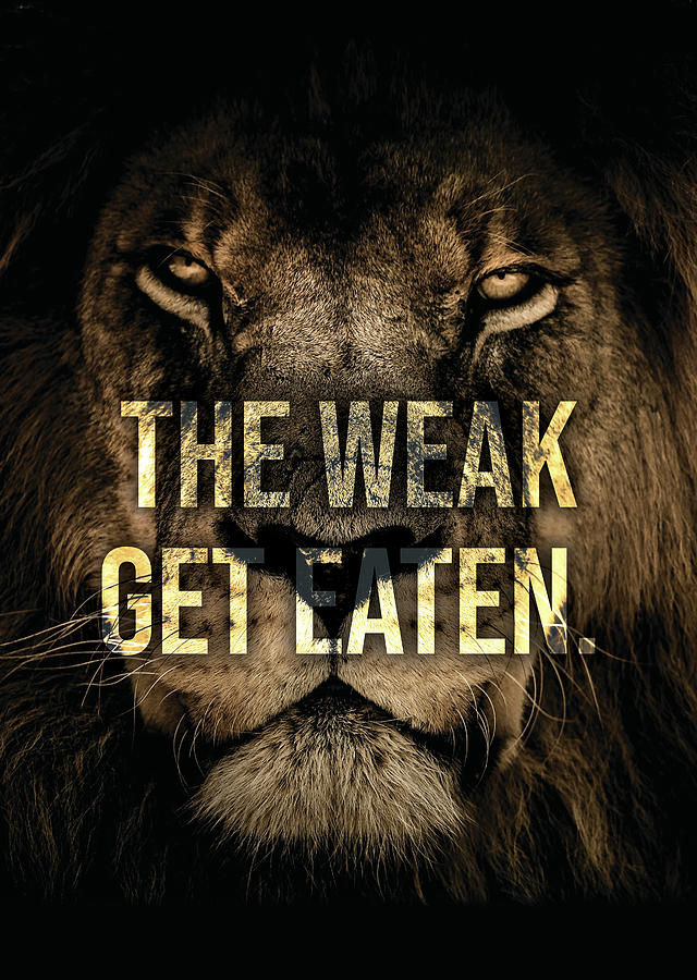 The Weak Get Eaten - Lion - Hustle Digital Art by Matthew Chan | Pixels