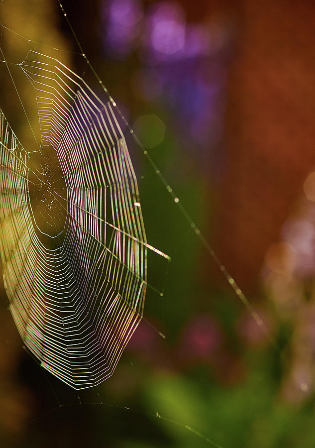 The Web Photograph by Doug Gibbons
