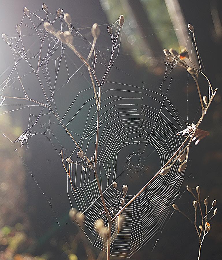 The Web Photograph by Fred Bailey