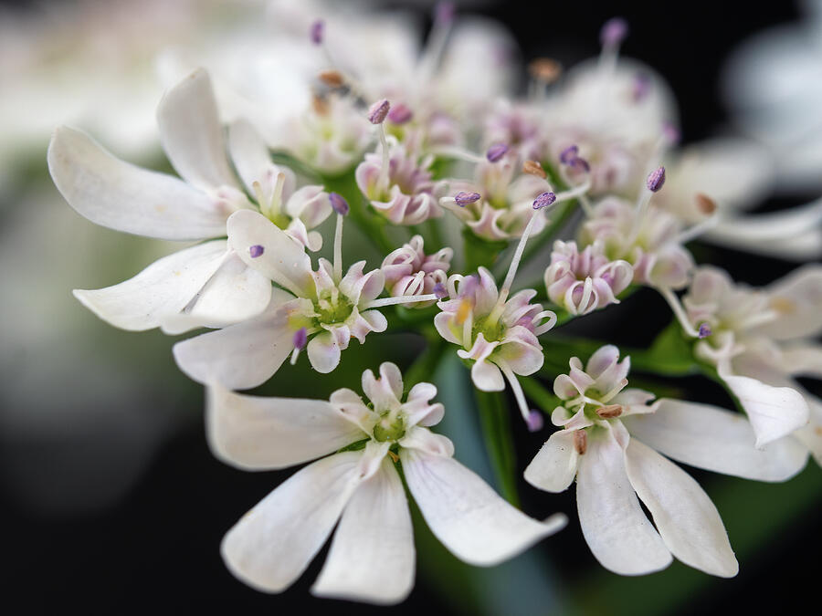 The Wee World of a Cilantro Flower Photograph by Joe Schofield The Wee World of a Cilantro Flower Photograph by Joe Schofield