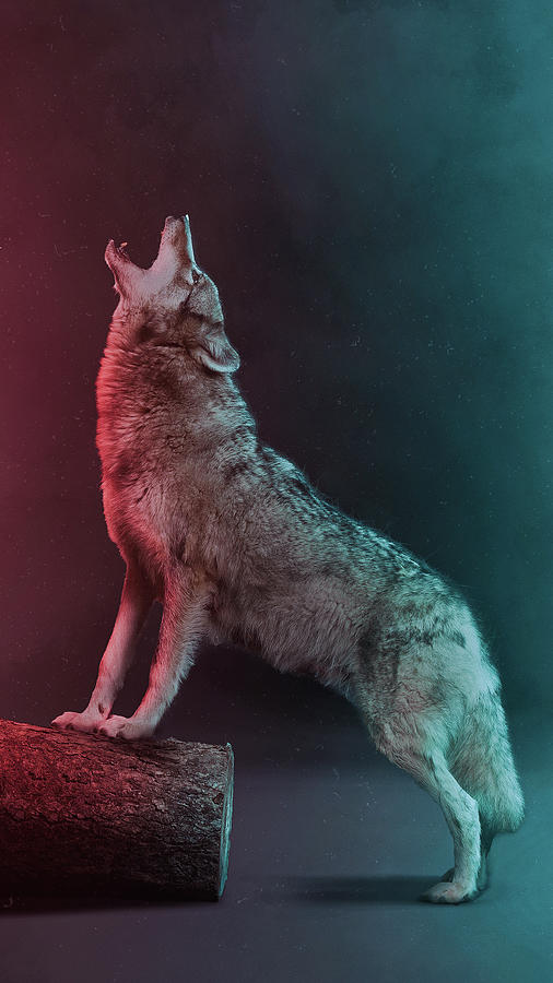 The Weird Wolf Digital Art by SweetFe4r - Fine Art America