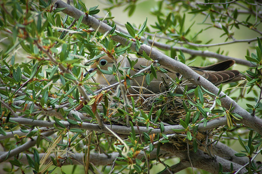 The Well Camouflaged Mourning Dove Photograph by Mary Lee Dereske