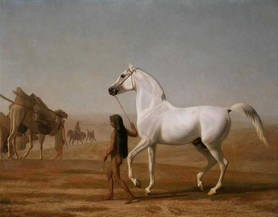 Mammal Painting - The Wellesley Grey Arabian Led through the Desert #1 by Jacques Laurent Agasse