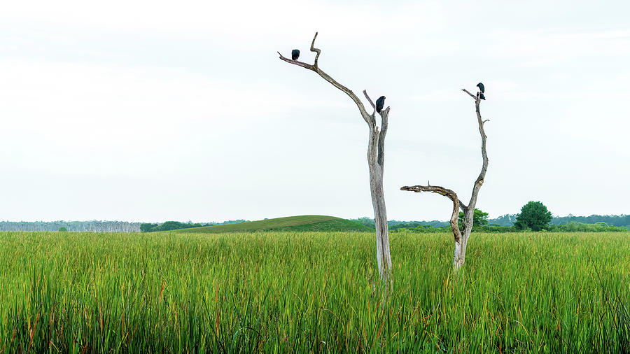 The Wetlands Digital Art by Kevin McClish