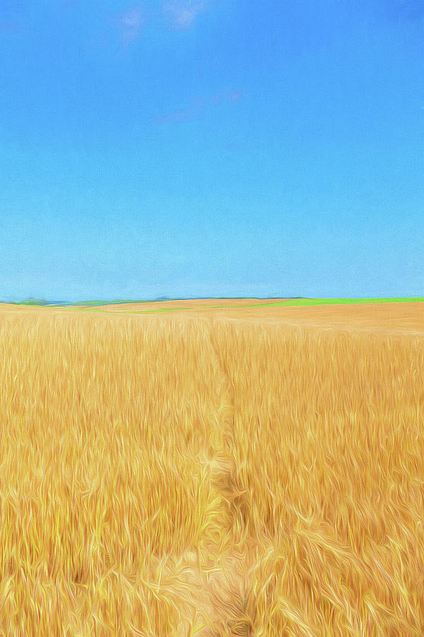 The Wheat Field 2  Digital Art by Roy Pedersen