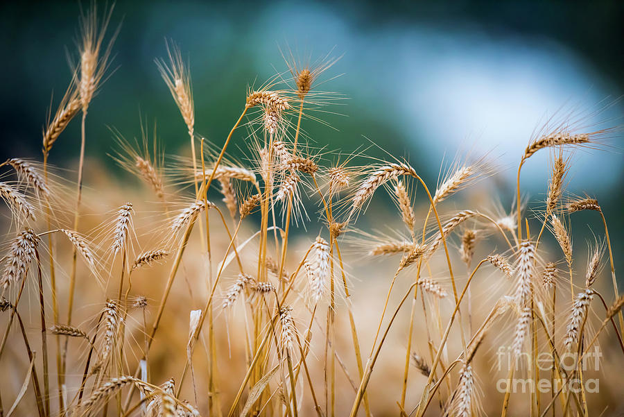 Nature Photograph - The wheat field by Liran Eisenberg