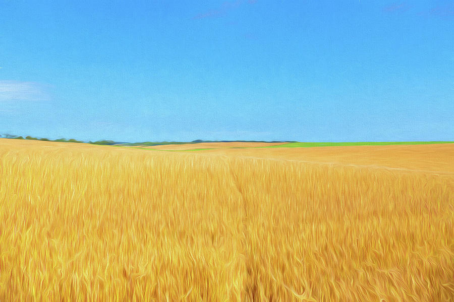The Wheat Field Digital Art by Roy Pedersen