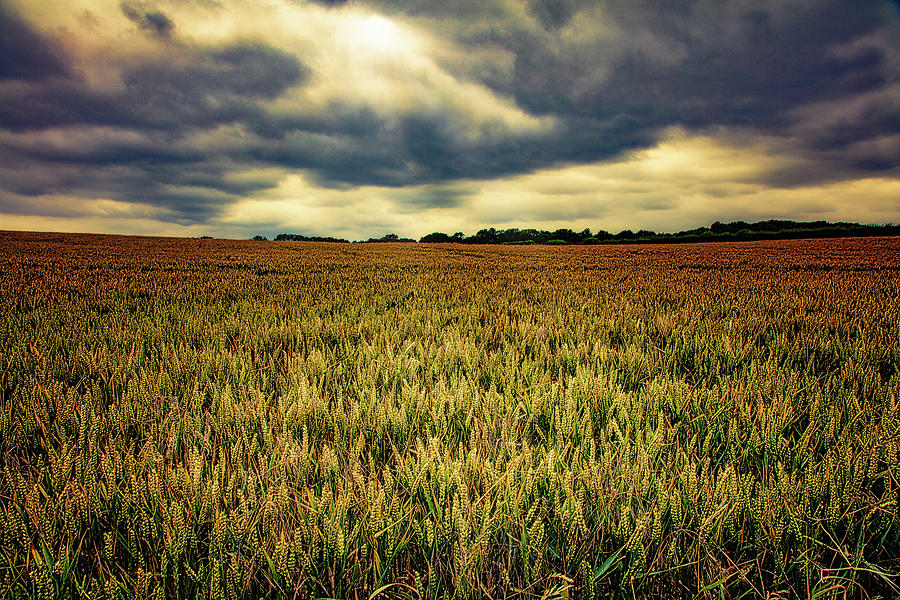 The Wheatfield Photograph by Chris Lord