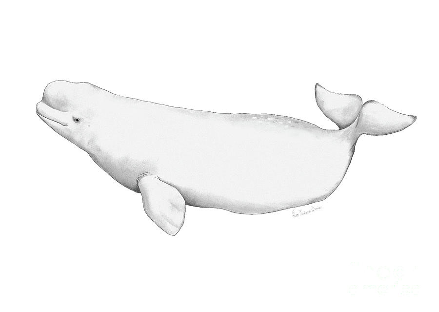 The White Beluga Whale Illustration Drawing by Ziva Viviana Doria