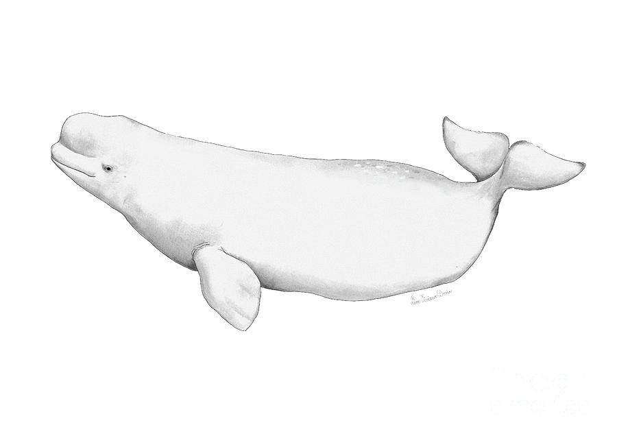 beluga whale drawing