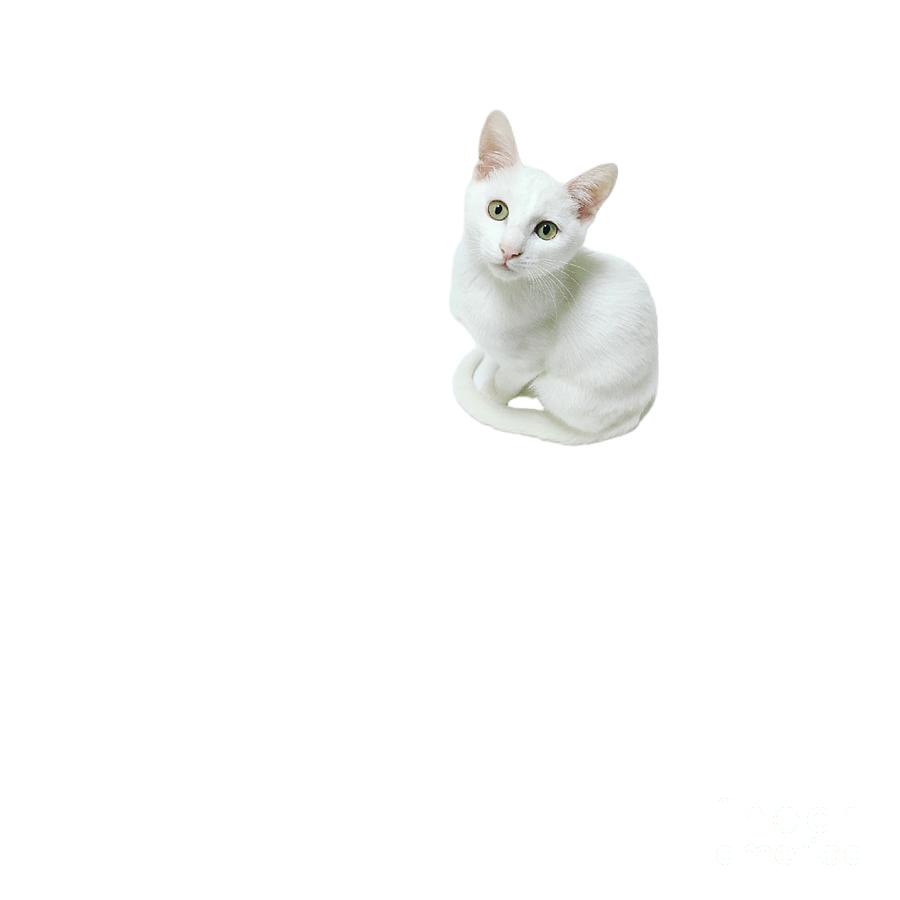 The White Cat Digital Art