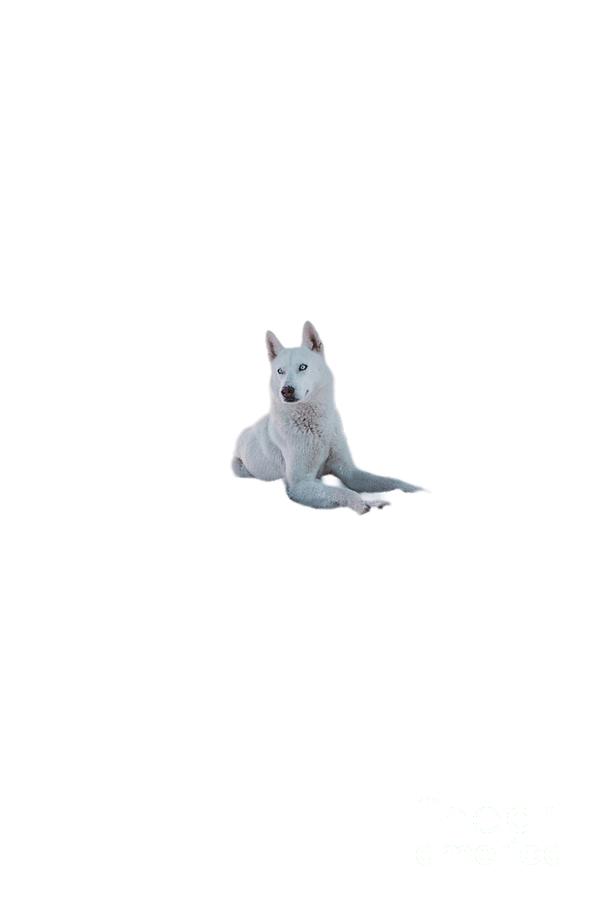The white dog Digital Art by Yvonne Padmos