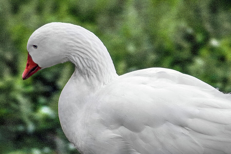 The White Goose portrait in art Digital Art by Soraya D'Apuzzo - Fine ...