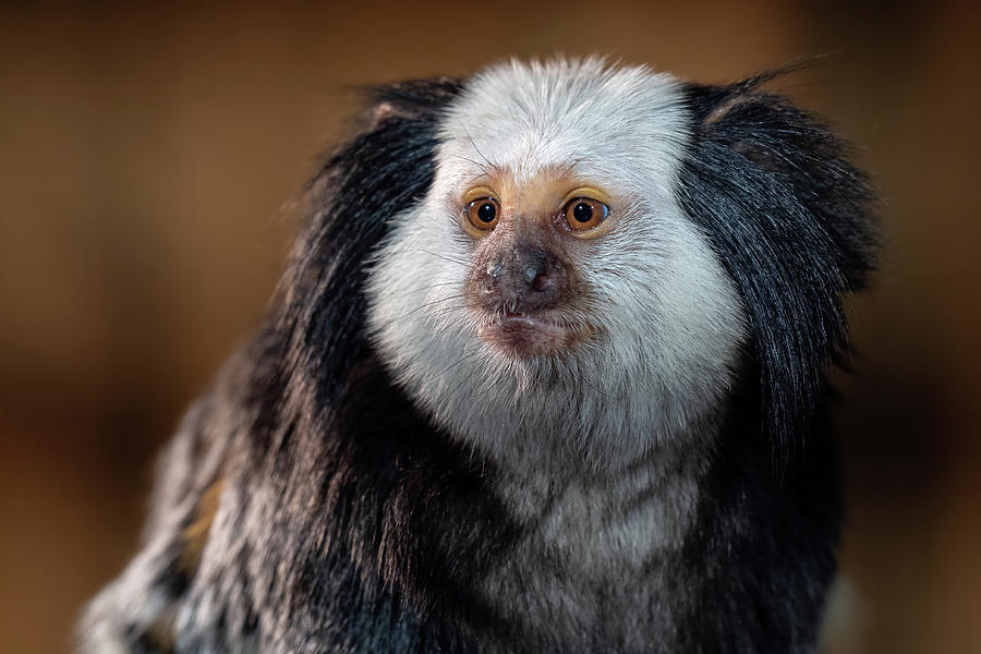 The white headed marmoset, Callithrix geoffroyi Photograph by Lubos ...