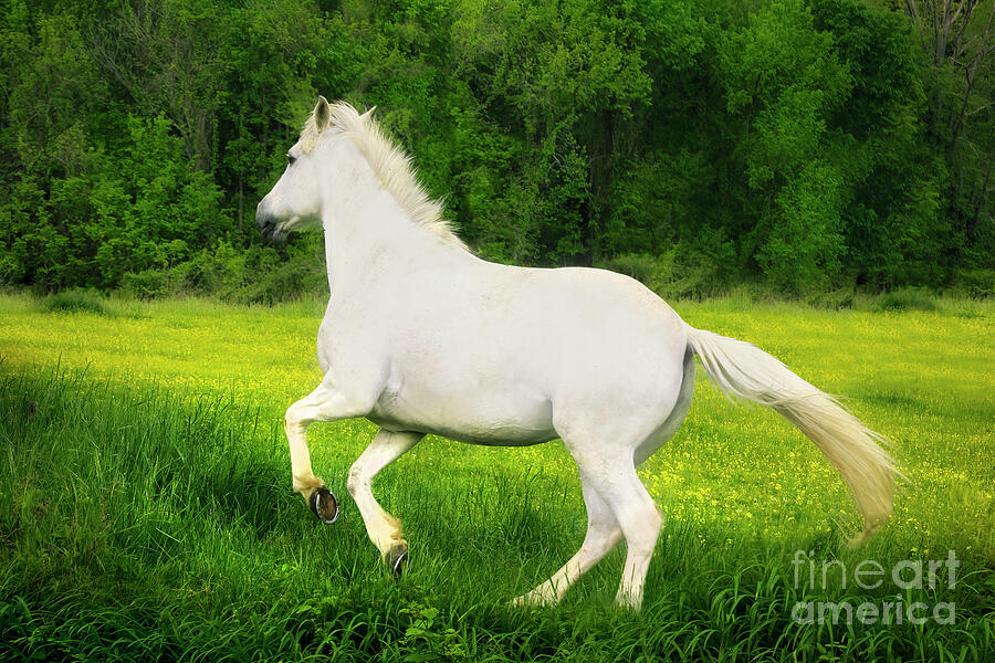 The White Horse Photograph by Shelia Hunt