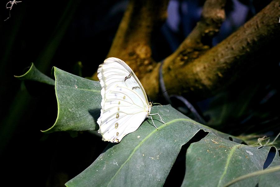 The White Morpho Butterfly Photograph By Ladonna Mccray Pixels