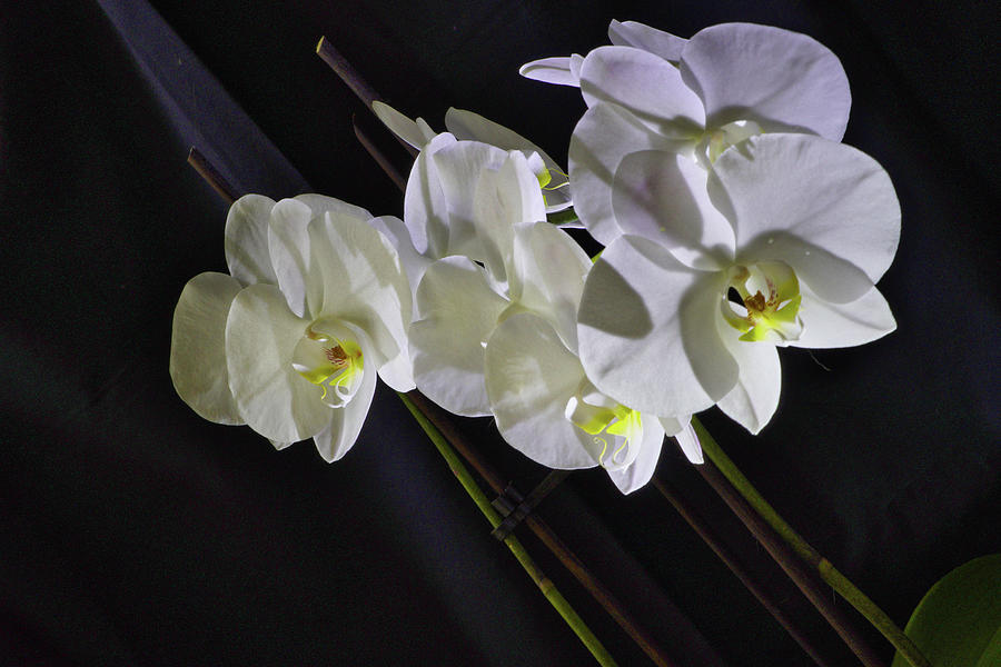 The White Orchid Photograph by Nick Mares