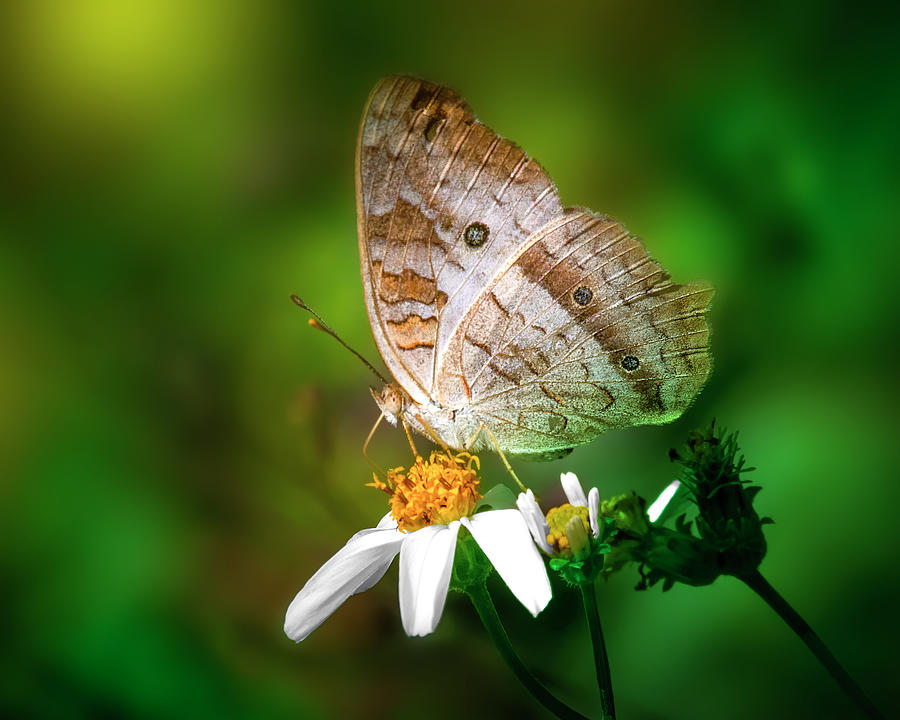 The White Peacock Butterfly Photograph by Mark Andrew Thomas