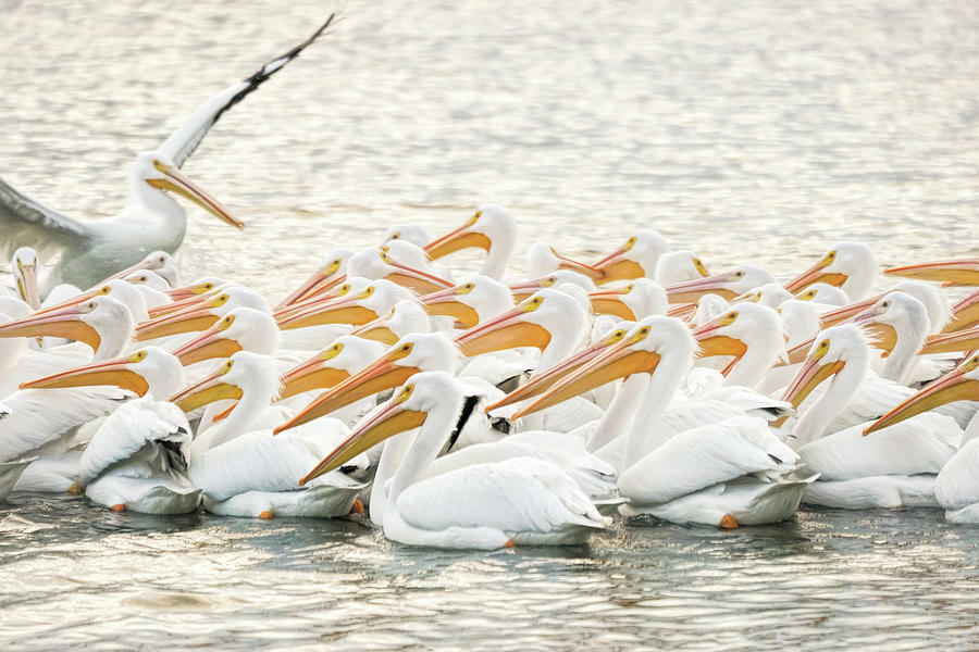 The White Pelican Armada Photograph by Betty Eich