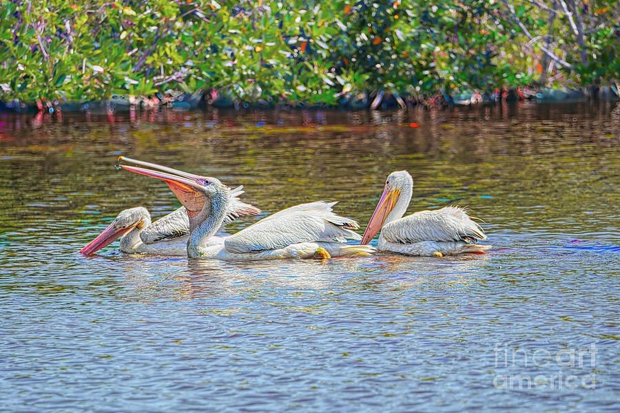 The White Pelican Photograph by Judy Kay