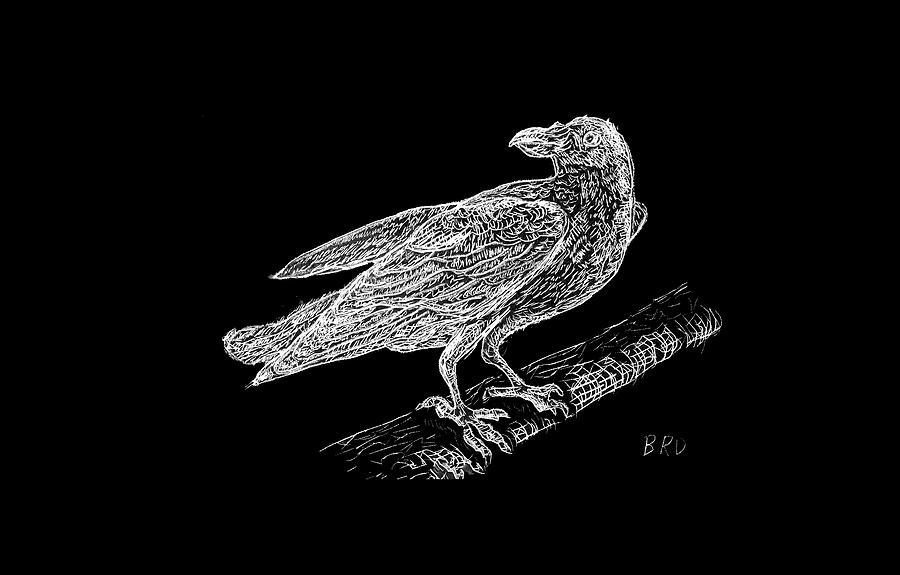 The White Raven Drawing by Branwen Drew