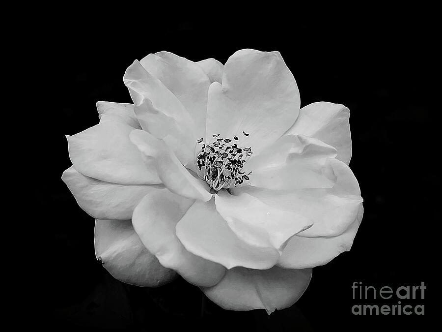 The White Rose Photograph by Jeannie Rhode