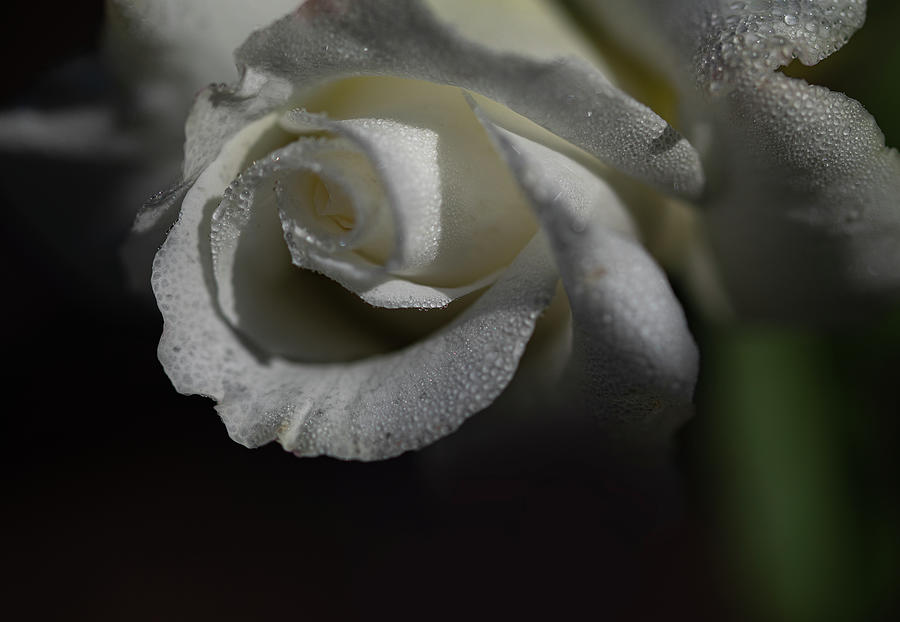 The White Rose Photograph by Sandra Js