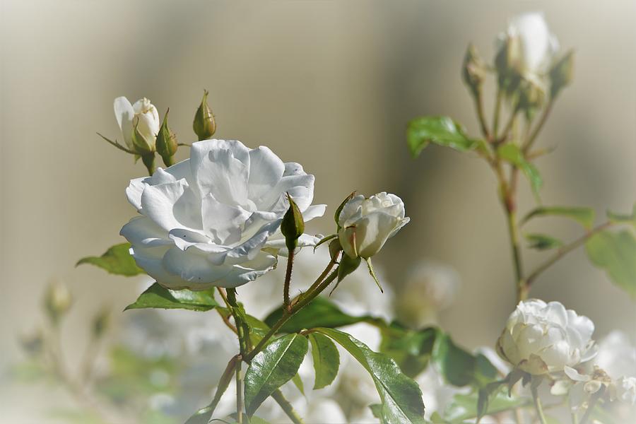 The White Roses Photograph by Ernest Echols