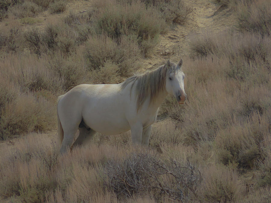 The White Stallion Photograph by Karen Shackles