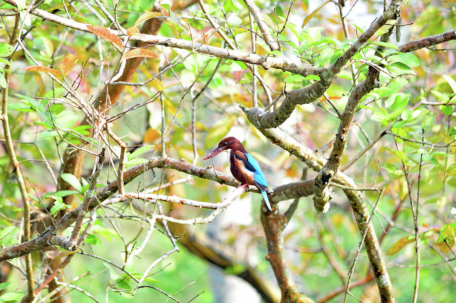 Kingfisher Photograph - The white-throated kingfisher - Halcyon smyrnensis by Amazing Action Photo Video