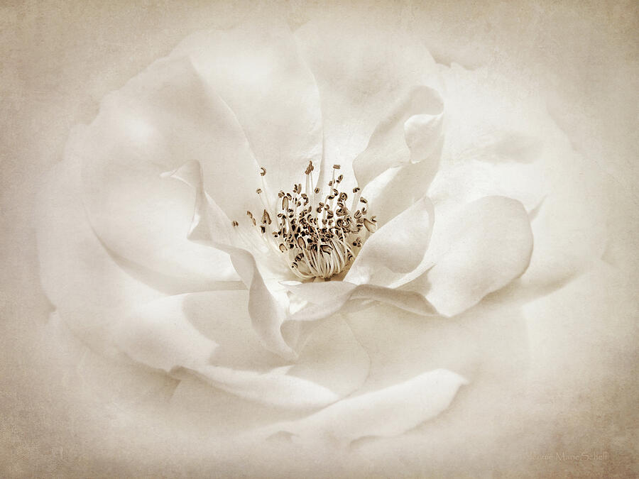 Soft Brown Vintage Rose Flower Photograph by Jennie Marie Schell