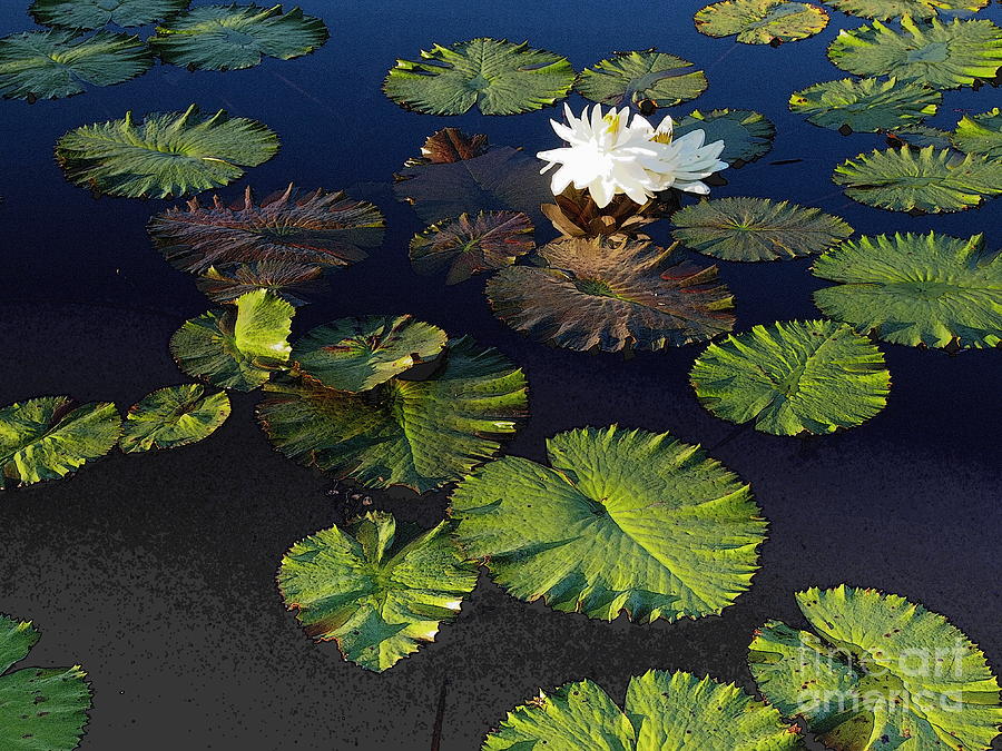 The White Water Lilies Photograph by Nancy Kane Chapman