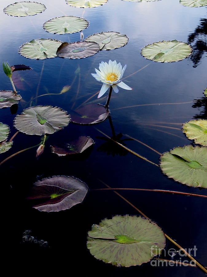 The White Water Lily Photograph by Nancy Kane Chapman