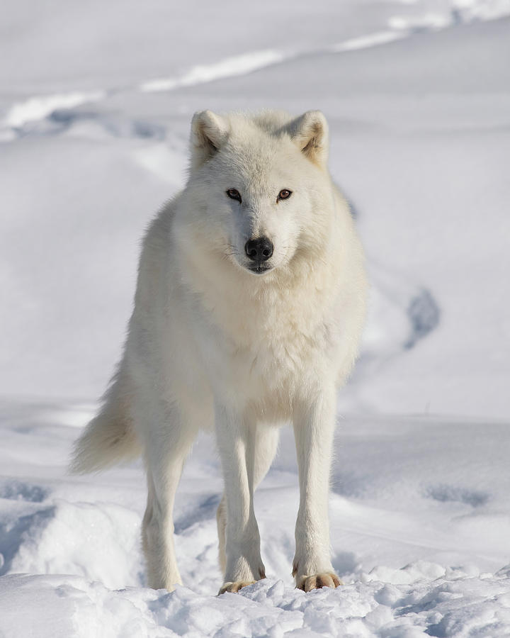 solid white wolf