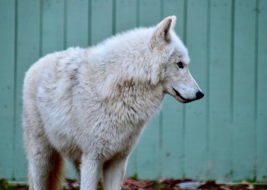 The White Wolf  Photograph by Warren Thompson