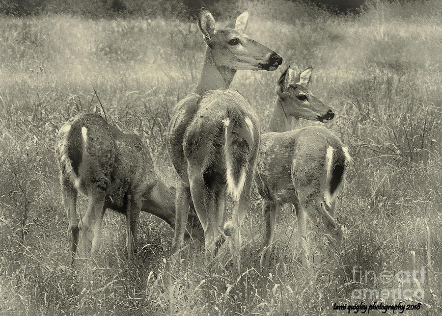 The Whitetails Photograph