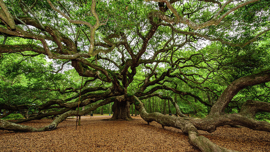 The Whole Angel Oak Tree Photograph by Louis Dallara