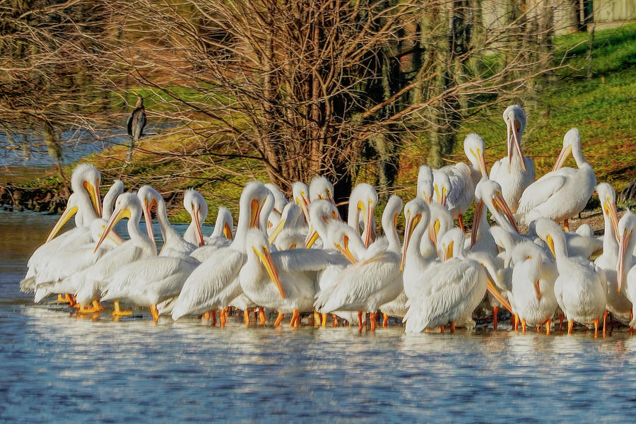The Whole Flock of White Pelicans Photograph by Betty Eich