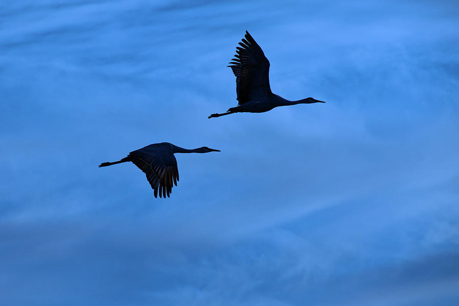 Nature Photograph - The Wild Blue Yonder, Sandhill Cranes by Zayne Diamond