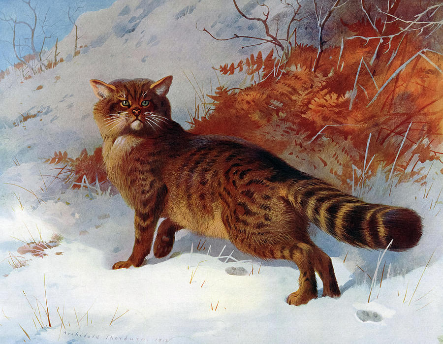 The Wild Cat Painting by Archibald Thorburn - Pixels