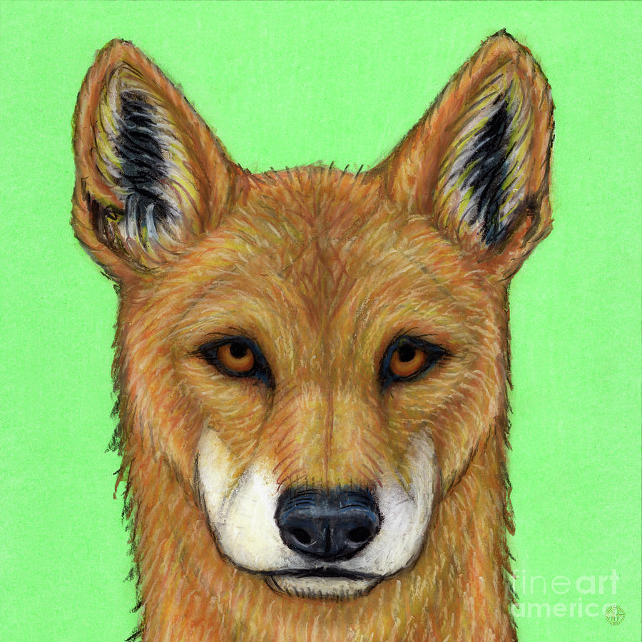 The Wild Dingo  Painting by Amy E Fraser