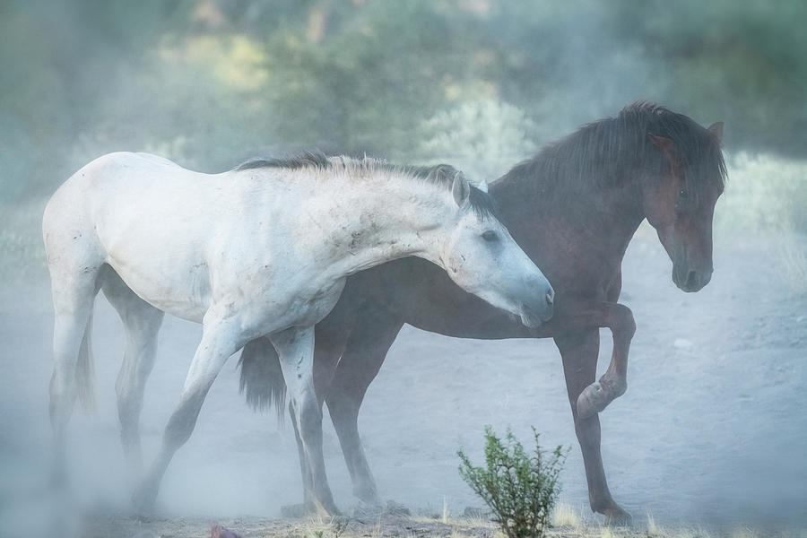 The Wild Horse Dance Photograph by Saija Lehtonen - Fine Art America