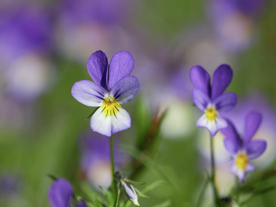 The wild purple. Wild pansy Photograph by Jouko Lehto | Pixels