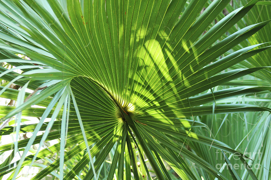 The Wild Spiral Palm Photograph by Maili Page - Fine Art America