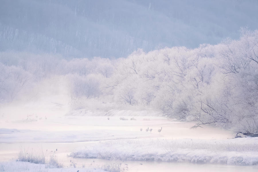The Wild Winter Photograph by Kiran Joshi
