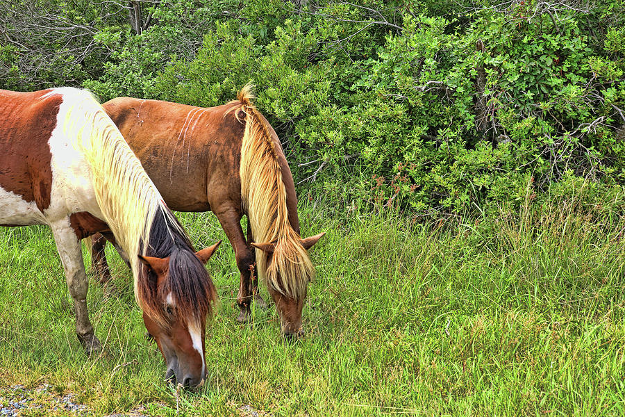 The Wildhorses Of Assateague Island 2 Photograph By Allen Beatty - Pixels