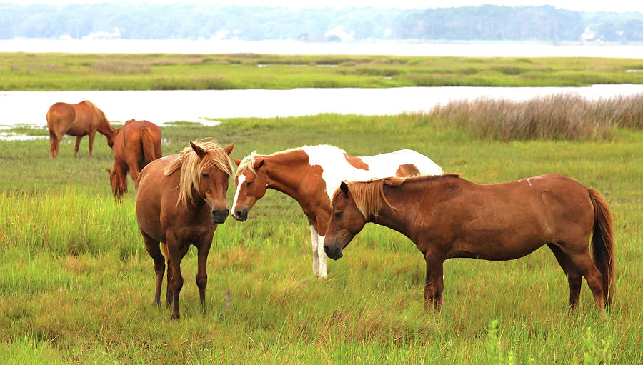 The Wildhorses of Assateague Island Photograph by Allen Beatty